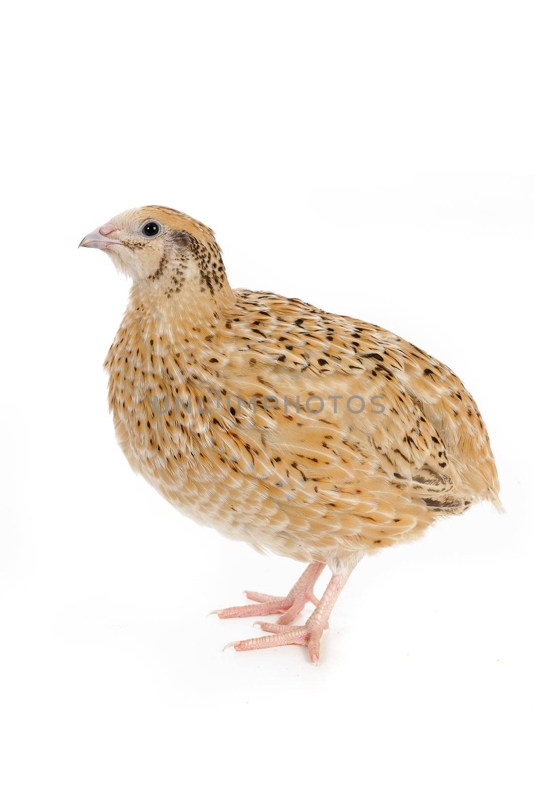  quail  by panbazil