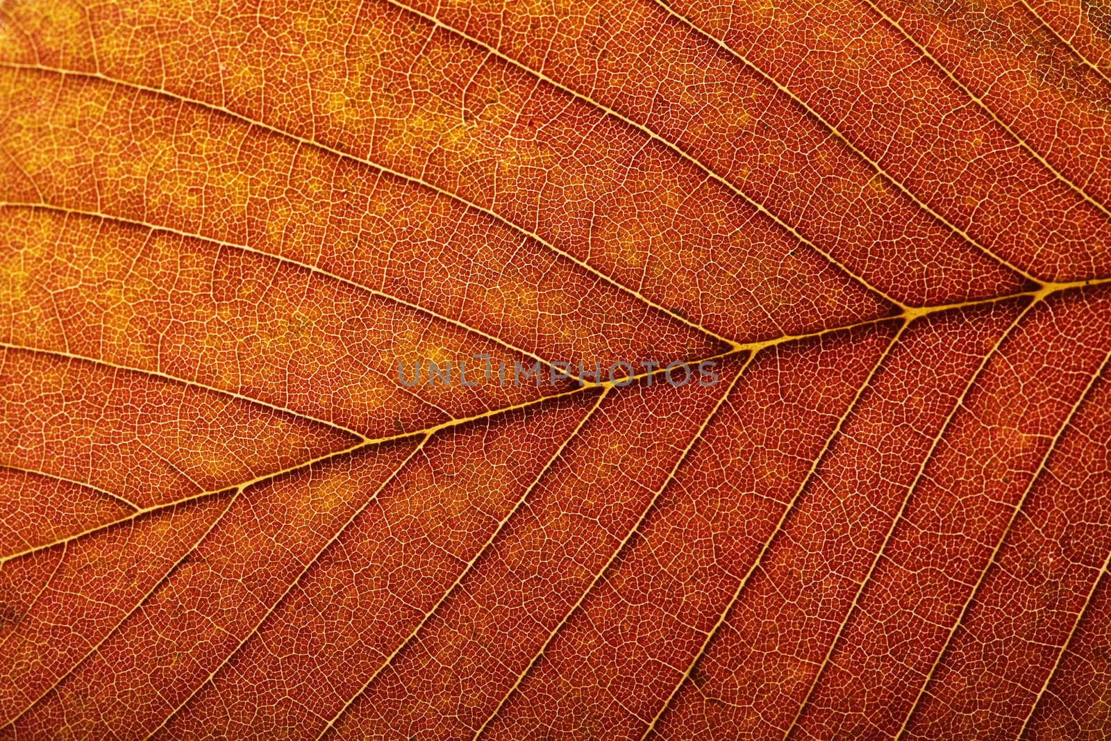 macro of autumn leaf 