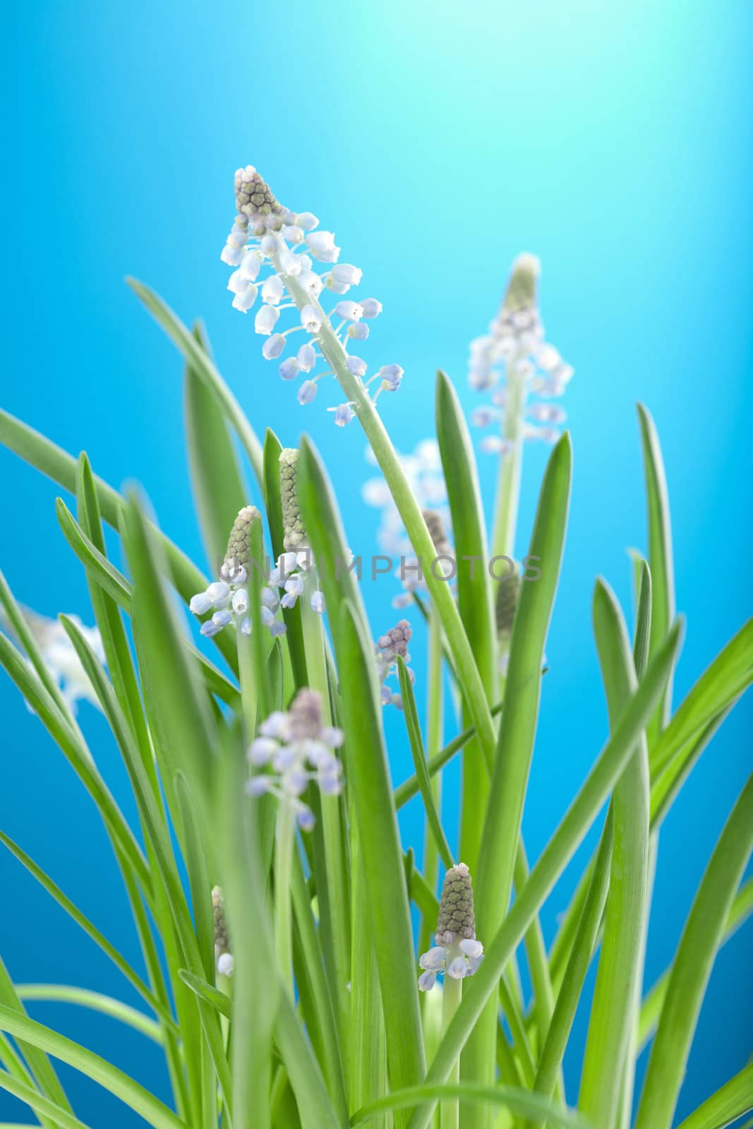 muscari flowers