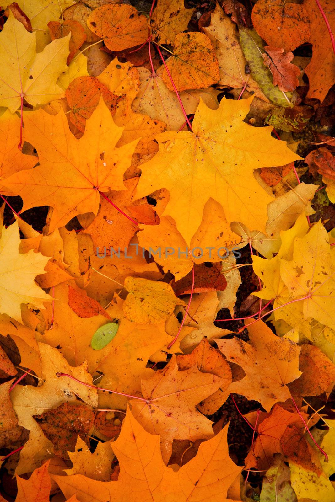colorful autumn leaves background by duskbabe