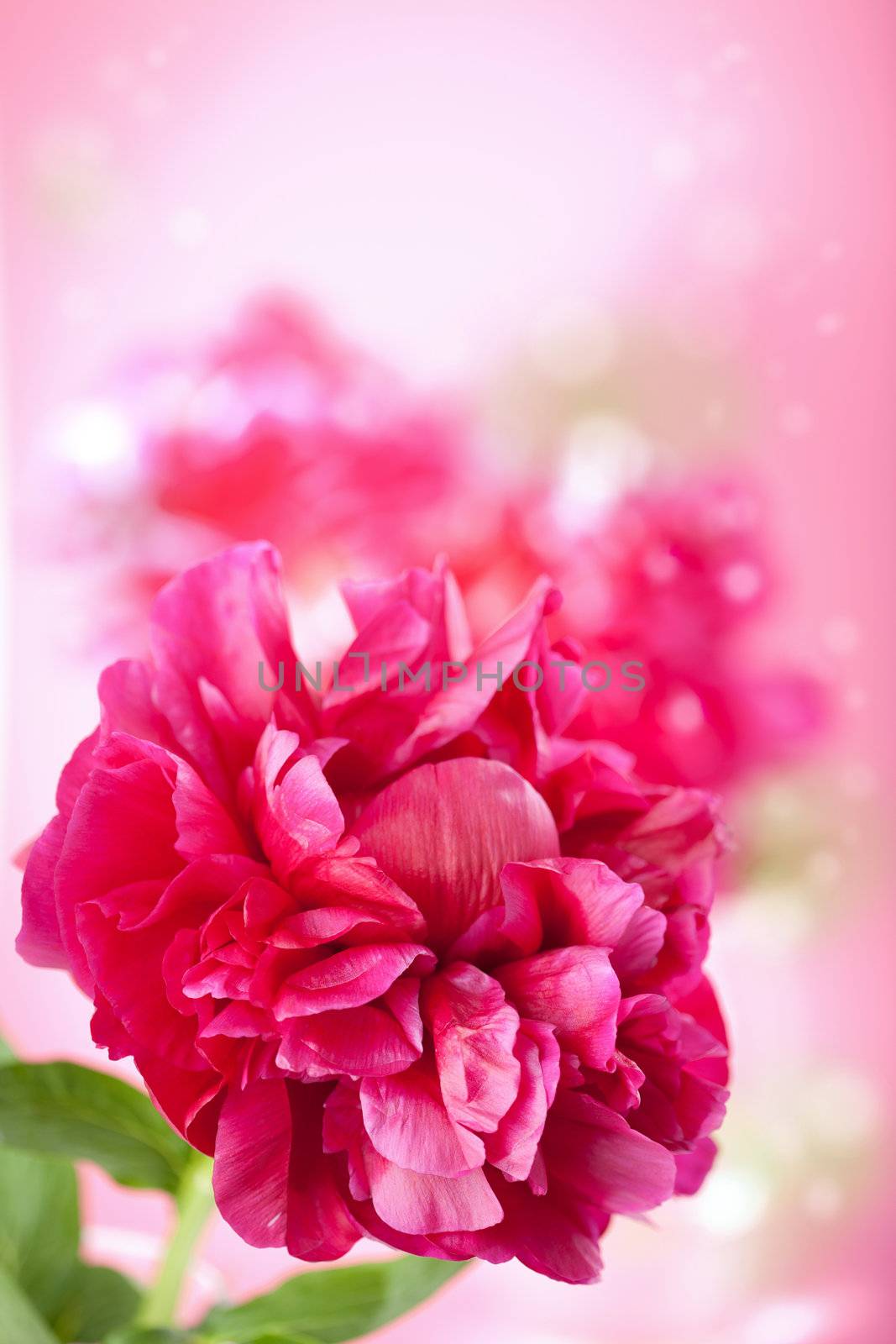 pink peony flower by duskbabe