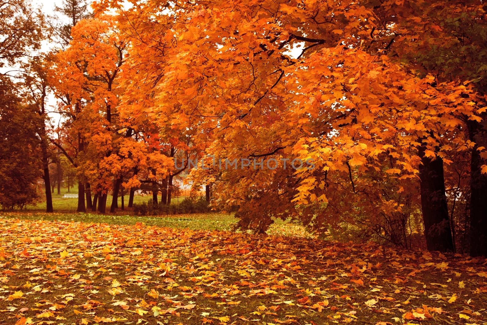 autumn forest by duskbabe