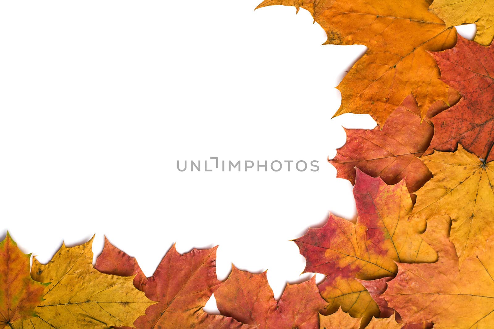 dry autumn leaves isolated