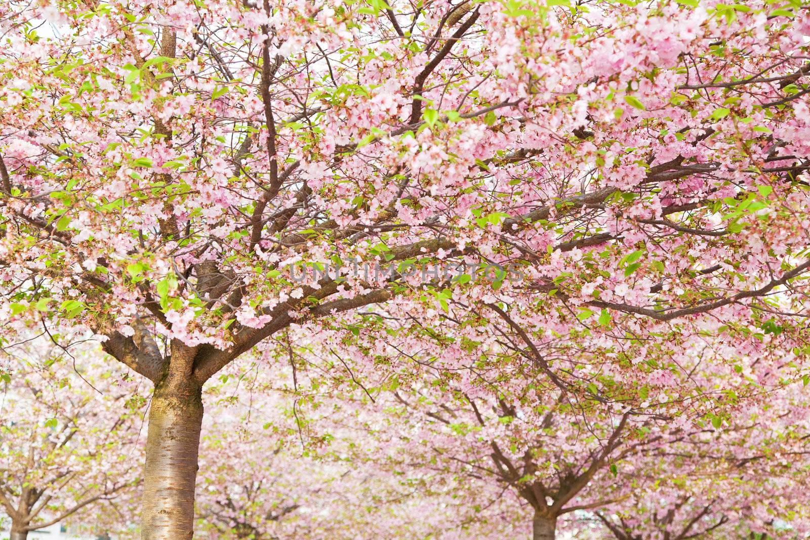 pink blossom in spring 