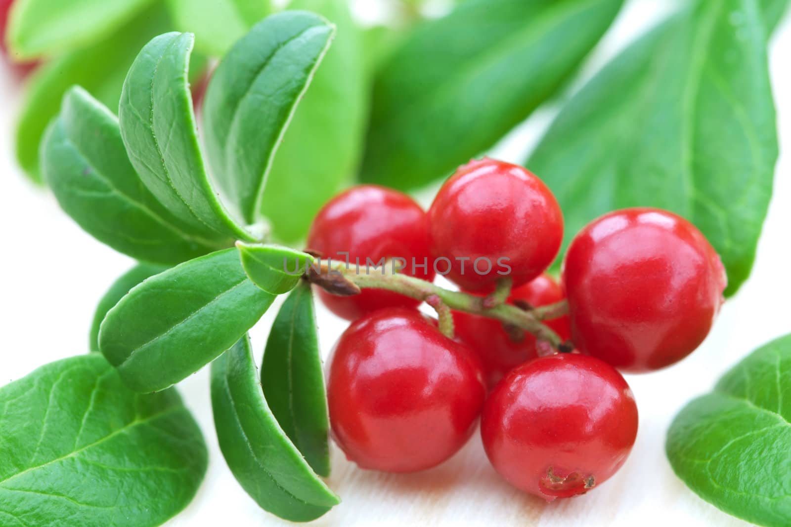 fresh cowberry 