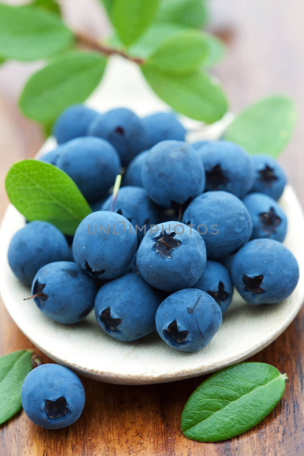 fresh blueberry by duskbabe