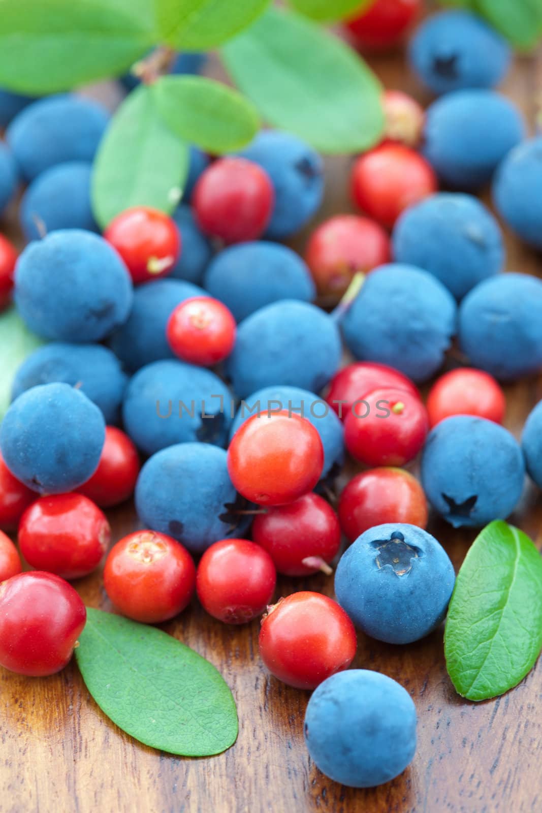 fresh wild berries
