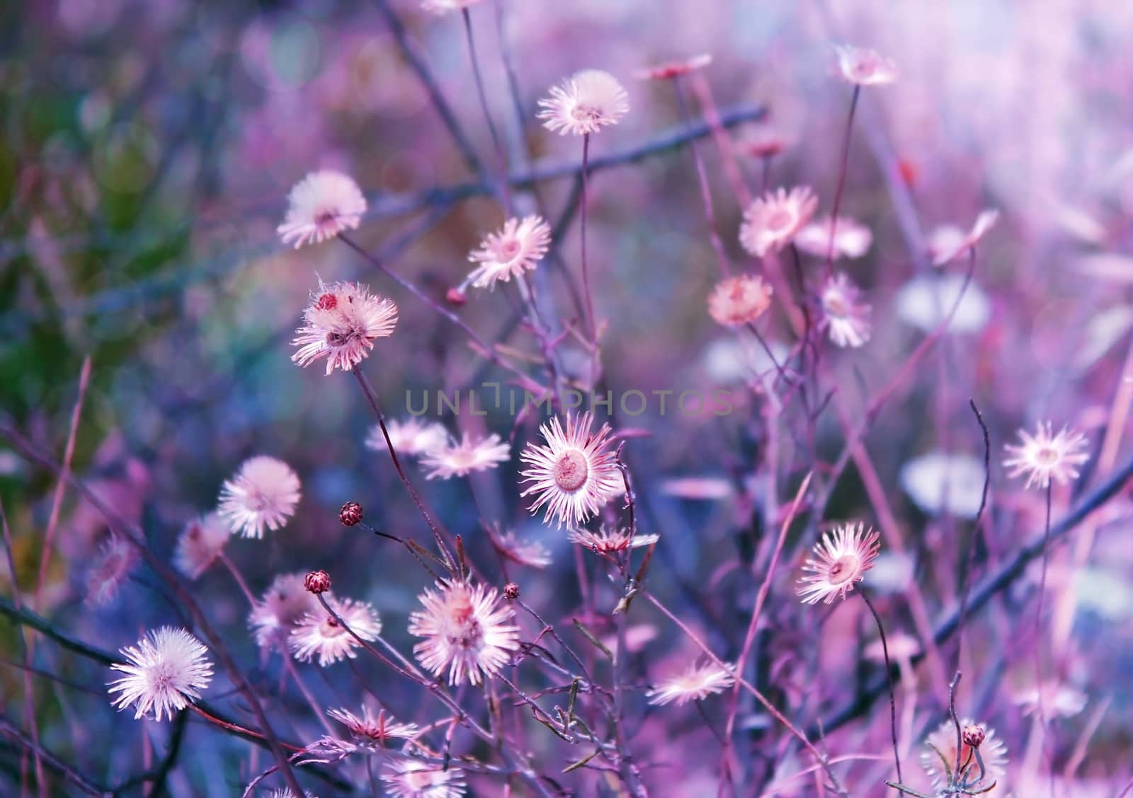 very beautiful and unusual floral background