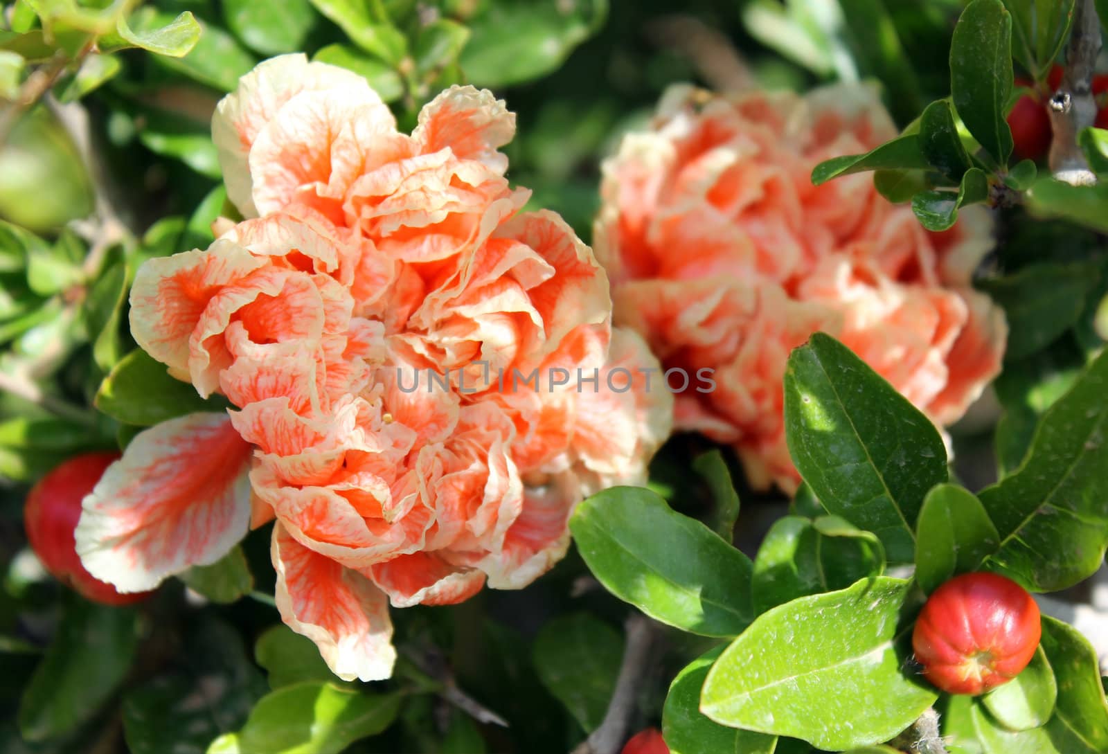 very beautiful flowering pomegranate as floral background