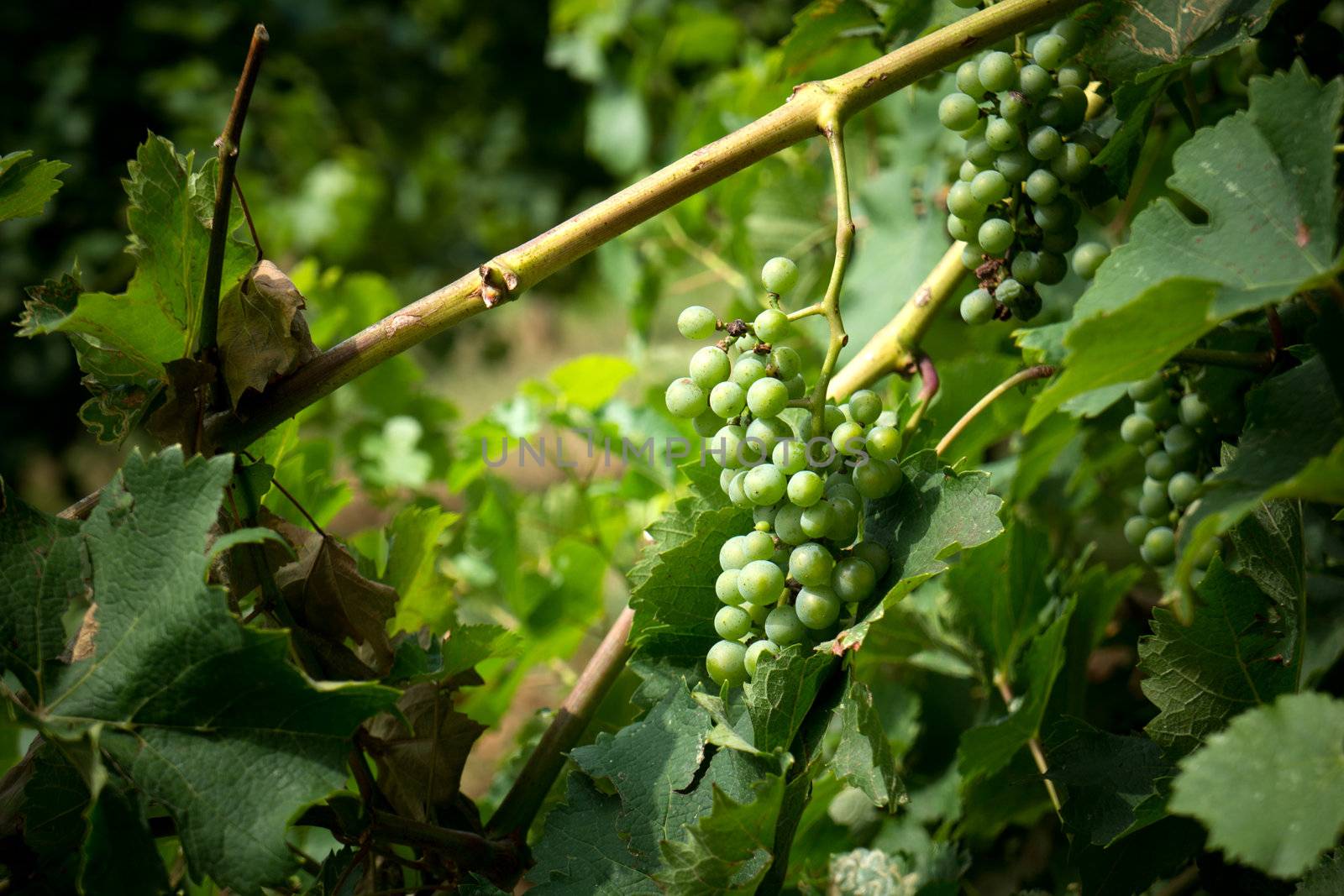 Bunch of green grapes on vine