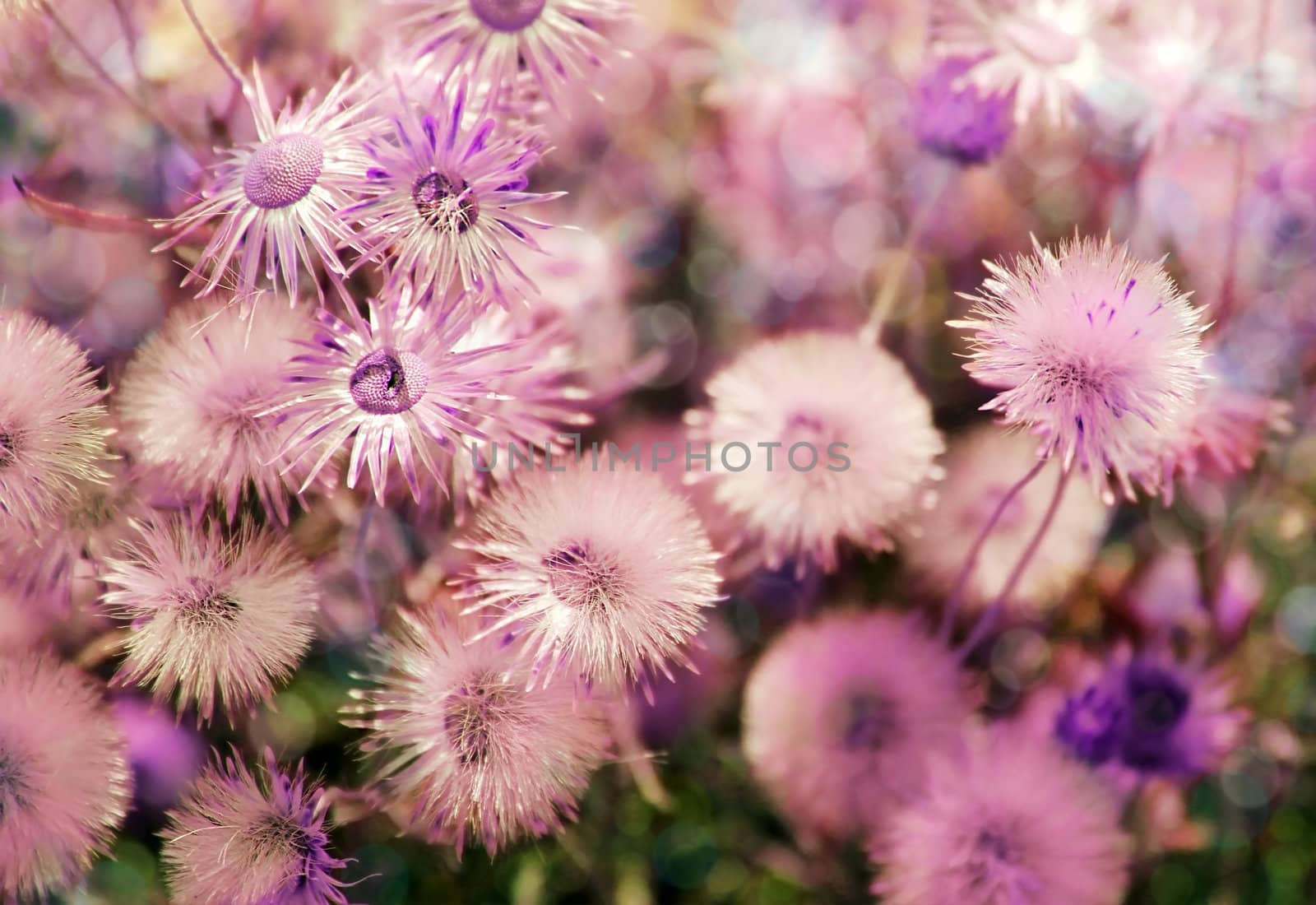 beautiful wild flowers as floral background