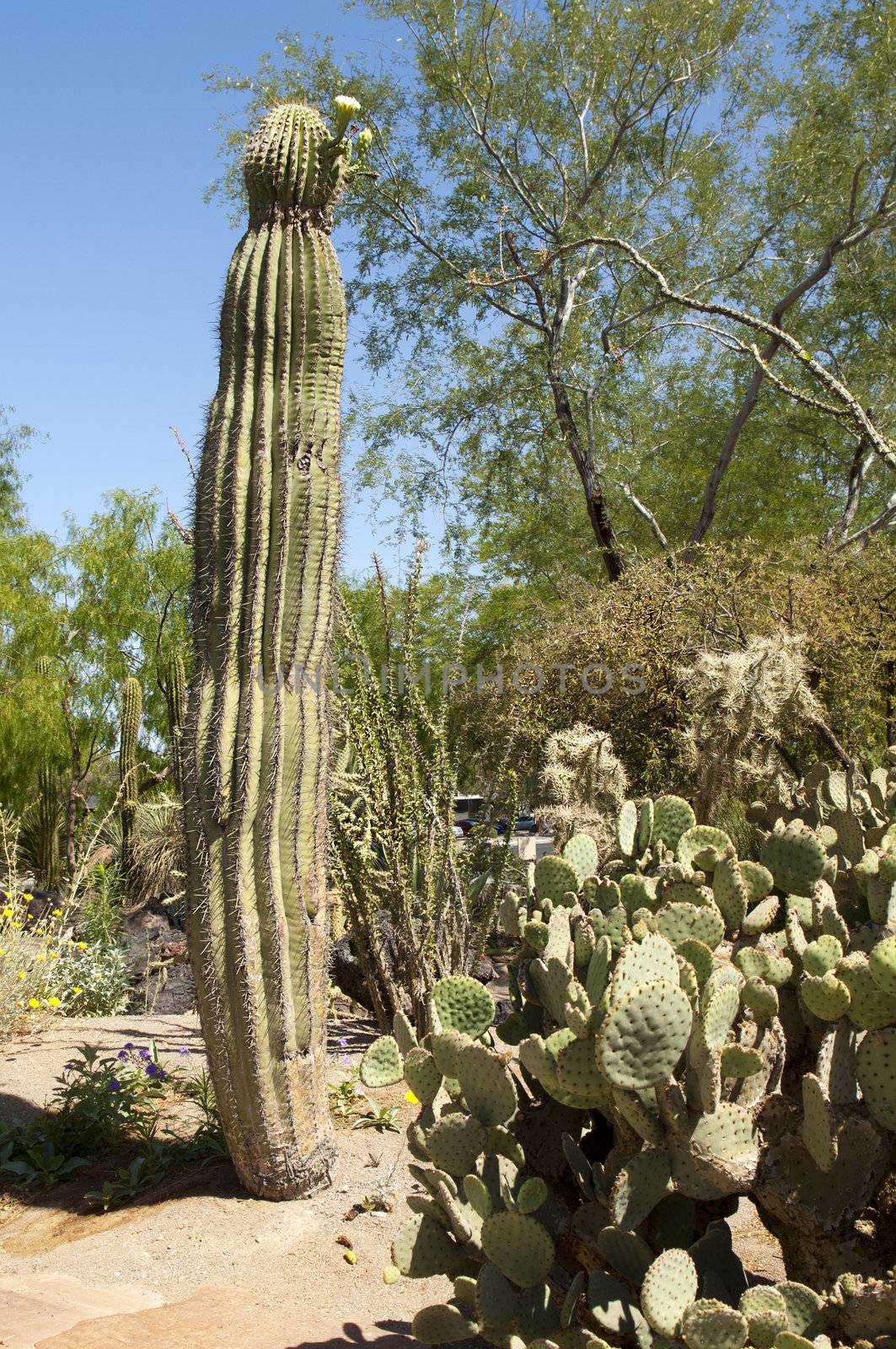 high cactus by irisphoto4