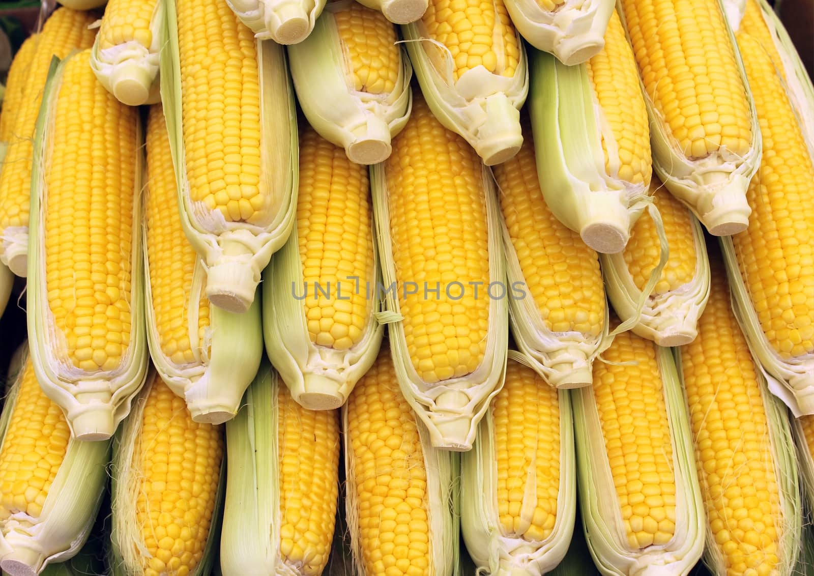 Beautiful yellow ears of corn as agricultural background