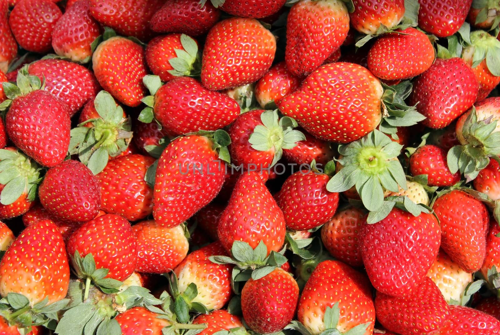 Fresh ripe of the berries of strawberry as food and agricultural backgrounds