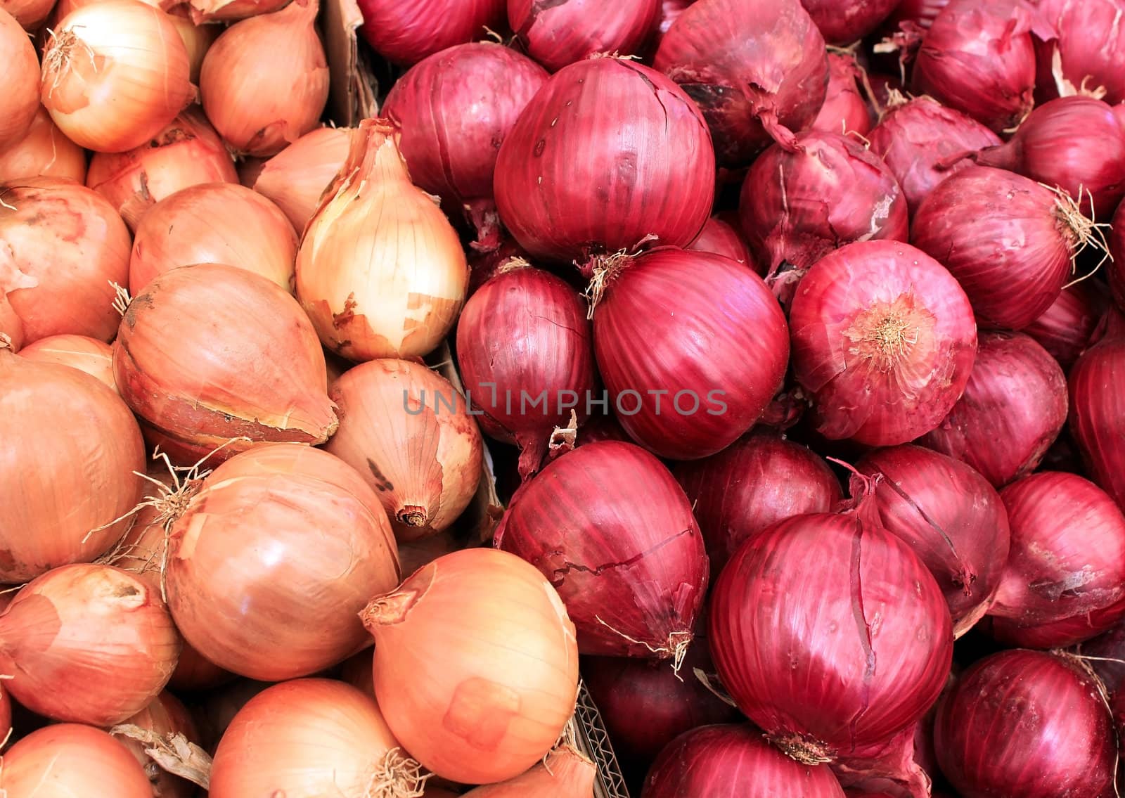 white and red onions by irisphoto4
