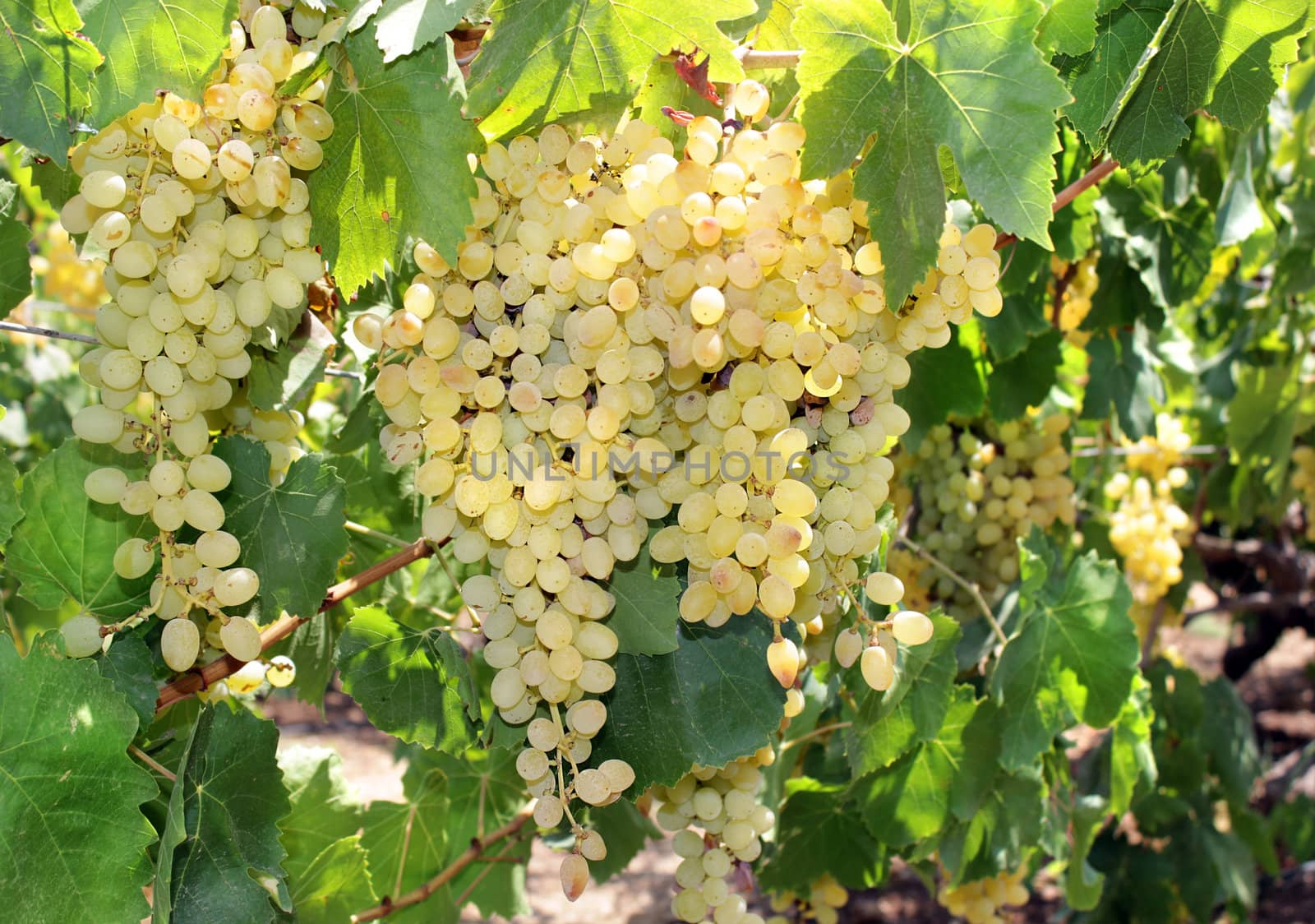 clusters of ripe green grapes before harvesting