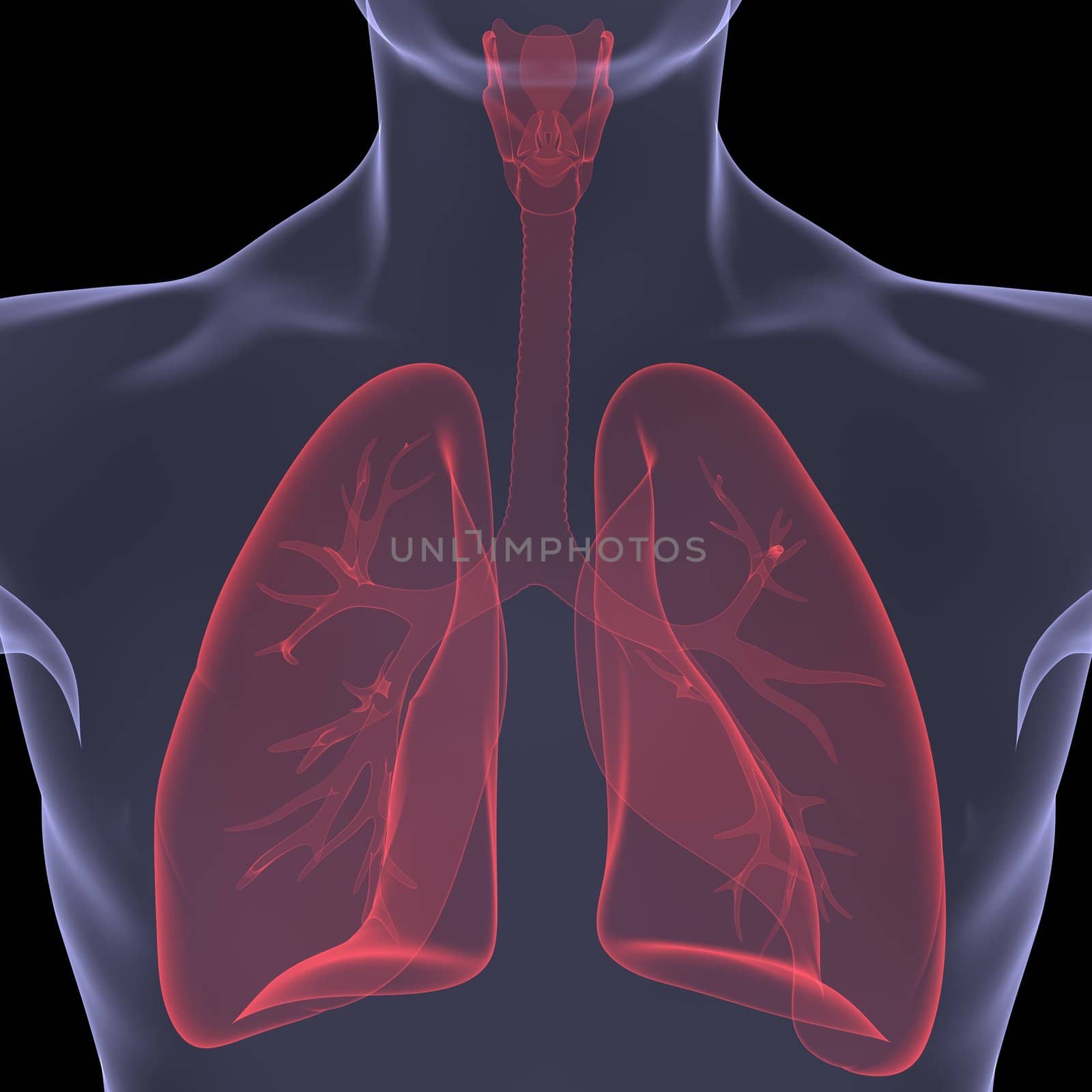 X-Ray picture of a person. lungs. Isolated render on a black background