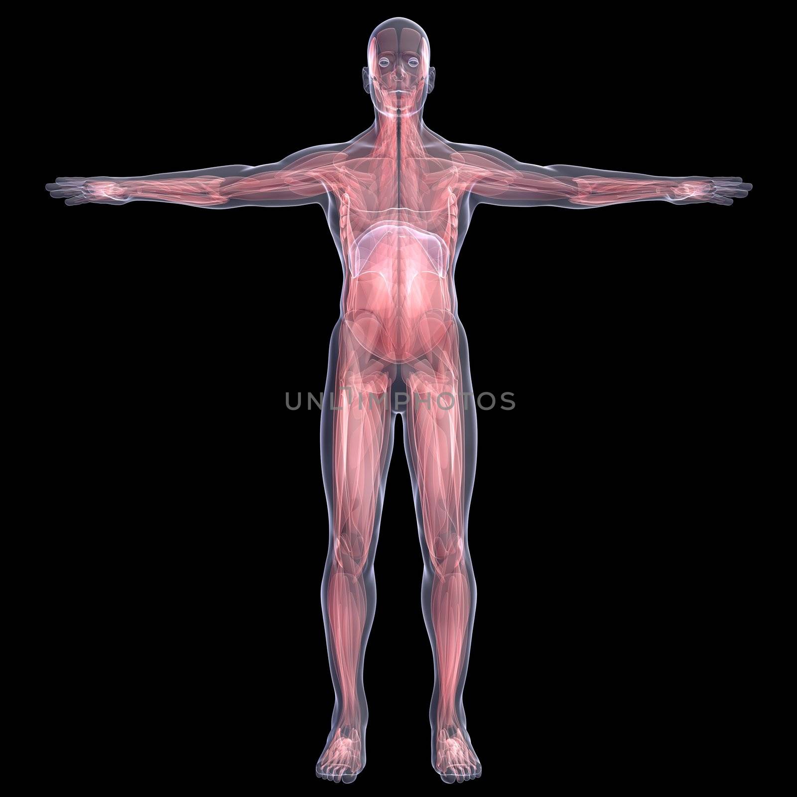 X-Ray picture of a person. muscle. Isolated render on a black background