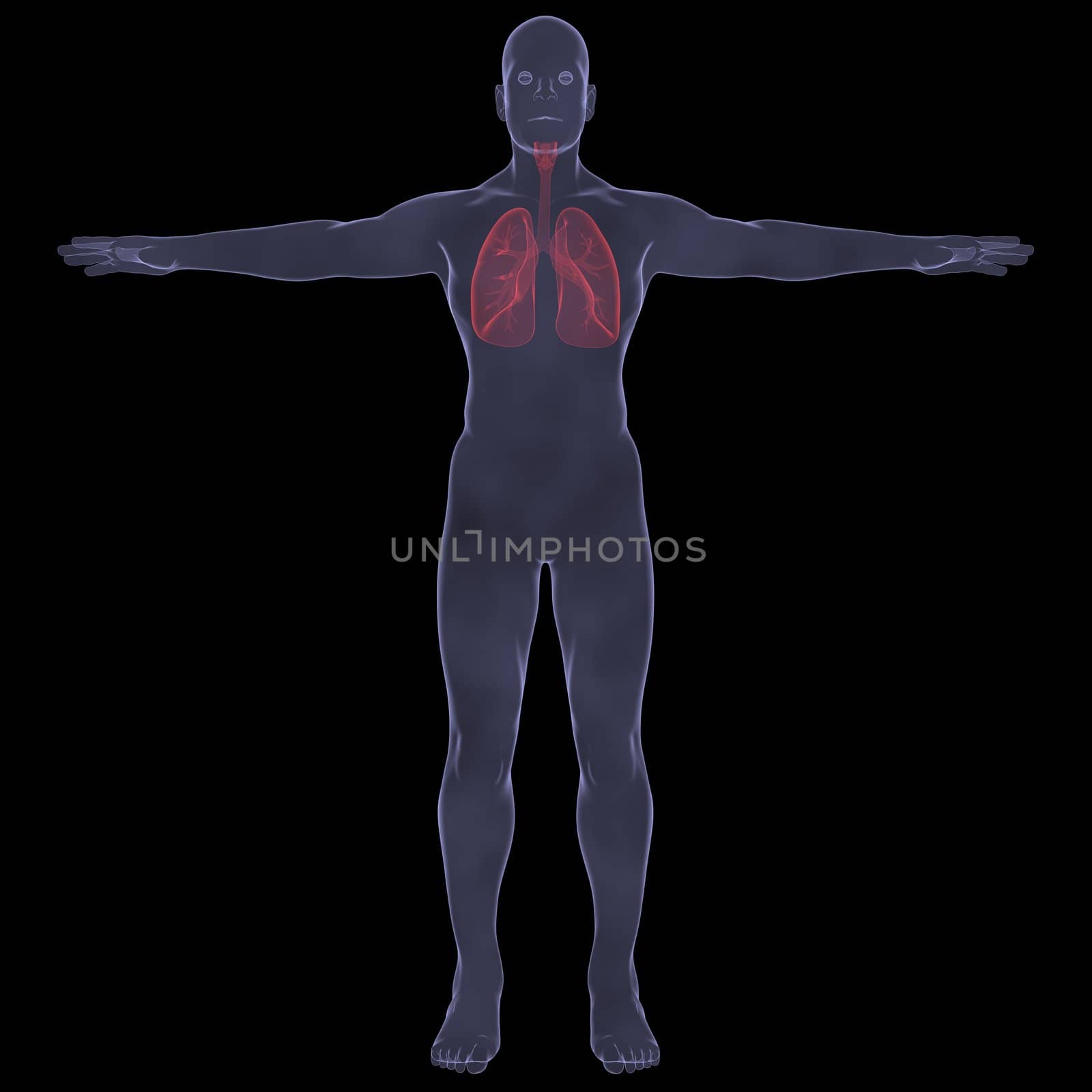 X-Ray picture of a person. lungs. Isolated render on a black background