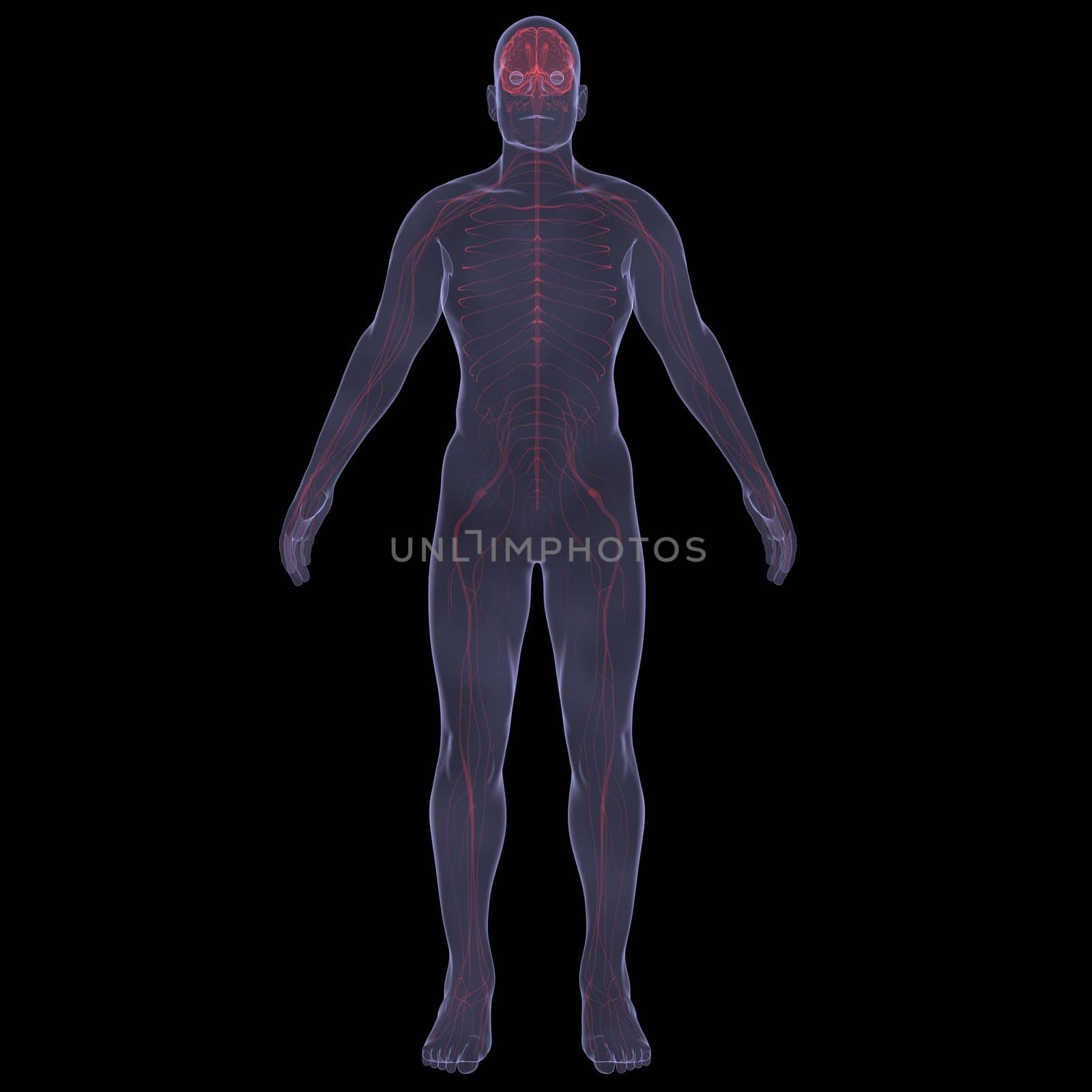 X-Ray picture of a person. Sore digestion. Isolated render on a black background