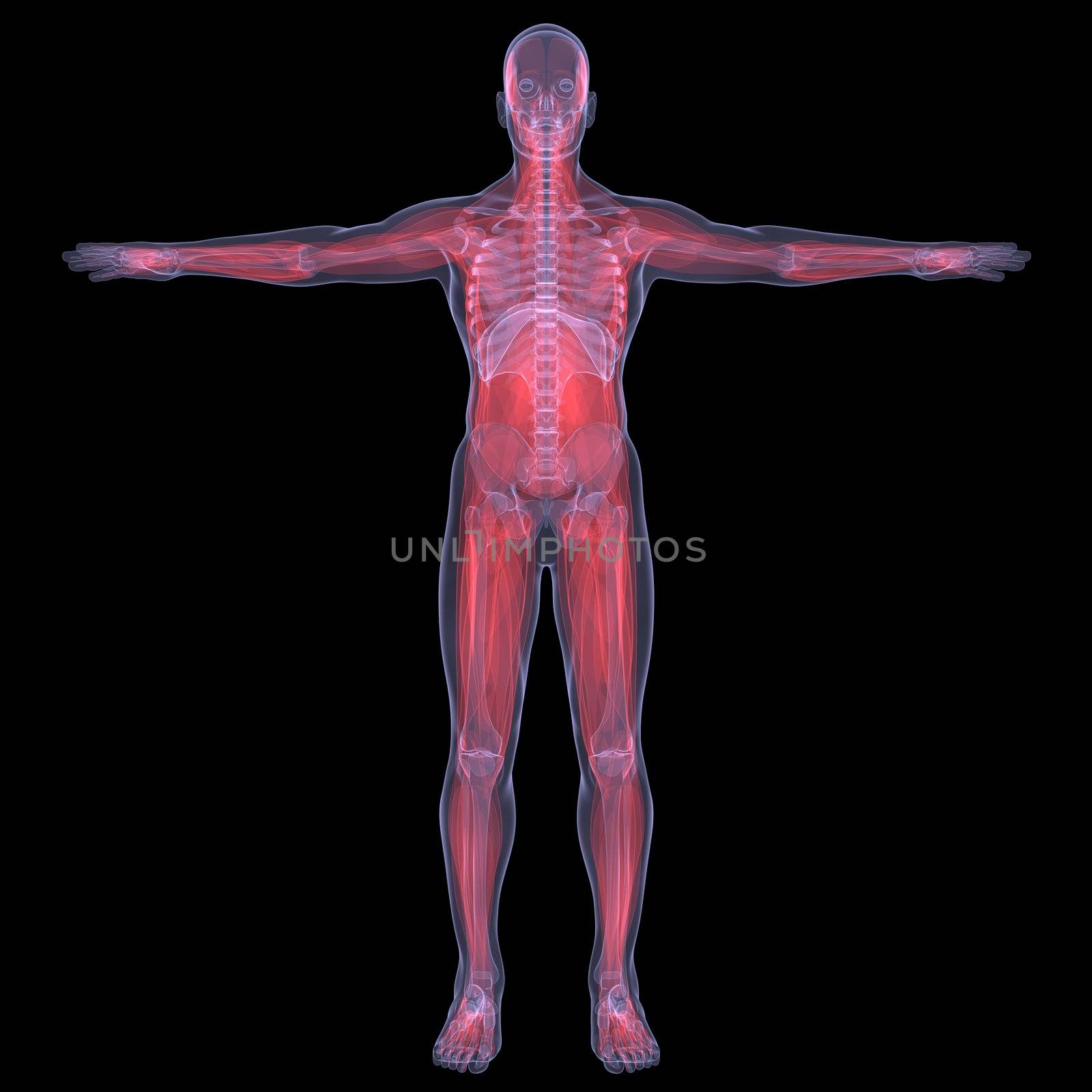 X-Ray picture of a person. muscle. Isolated render on a black background