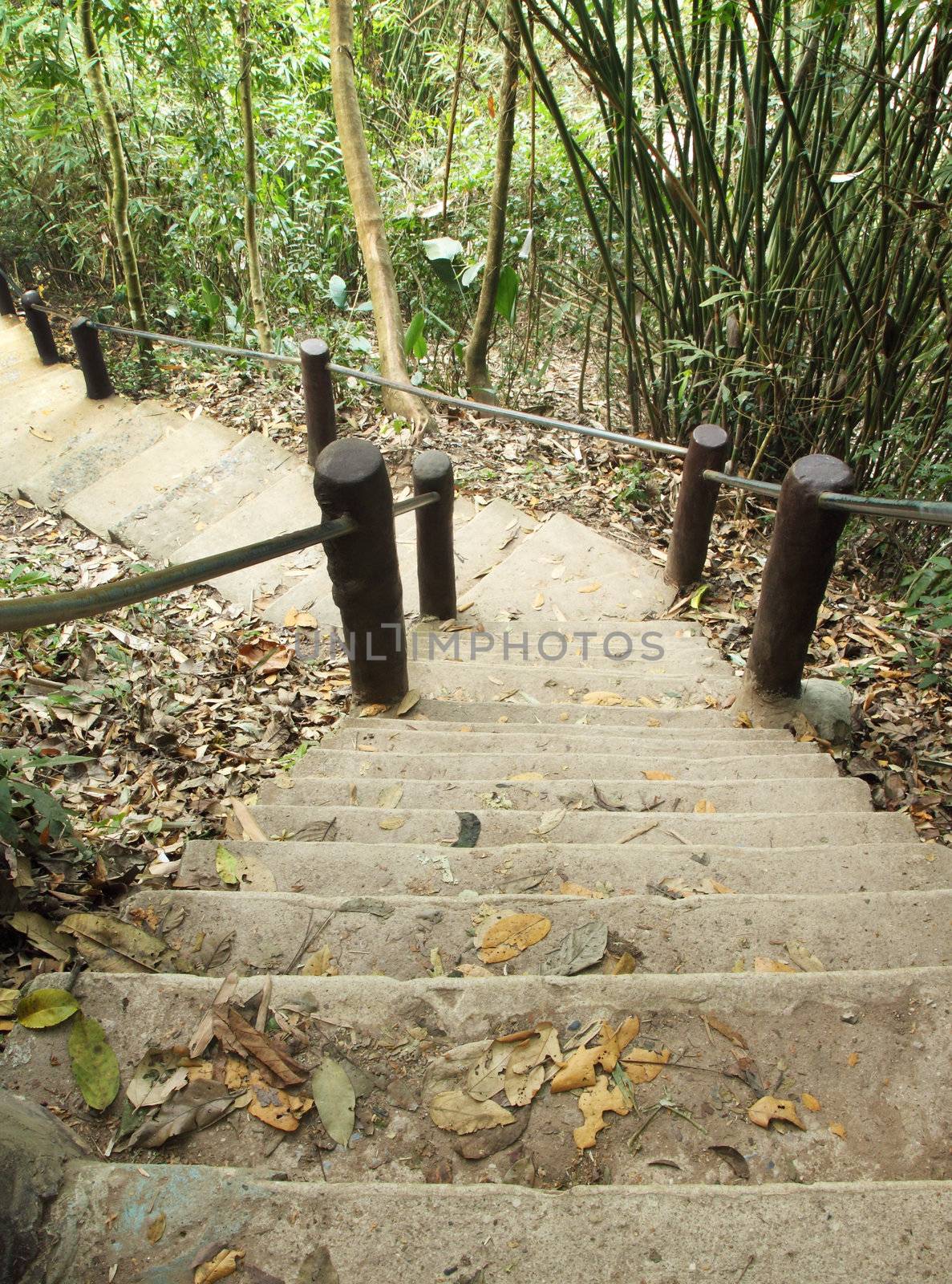 Stairway to jungle, Khao Yai national park by geargodz