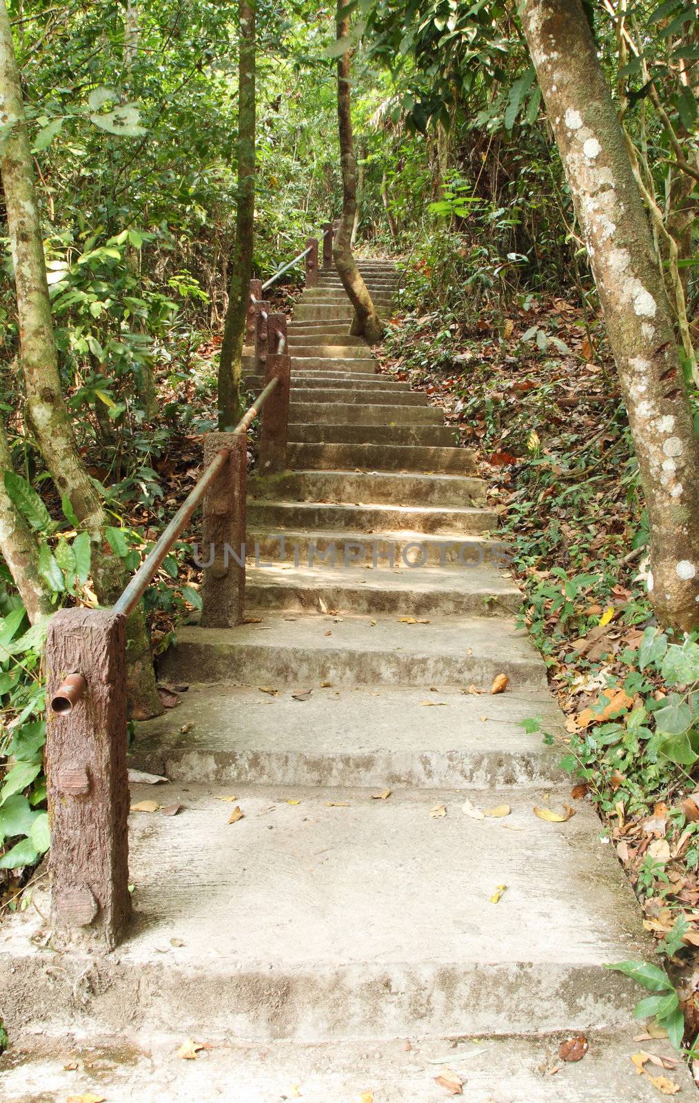 Stairway to jungle, Khao Yai national park, Thailand