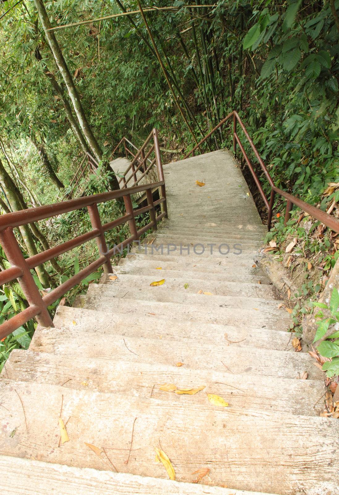 Stairway to jungle, Khao Yai national park, Thailand