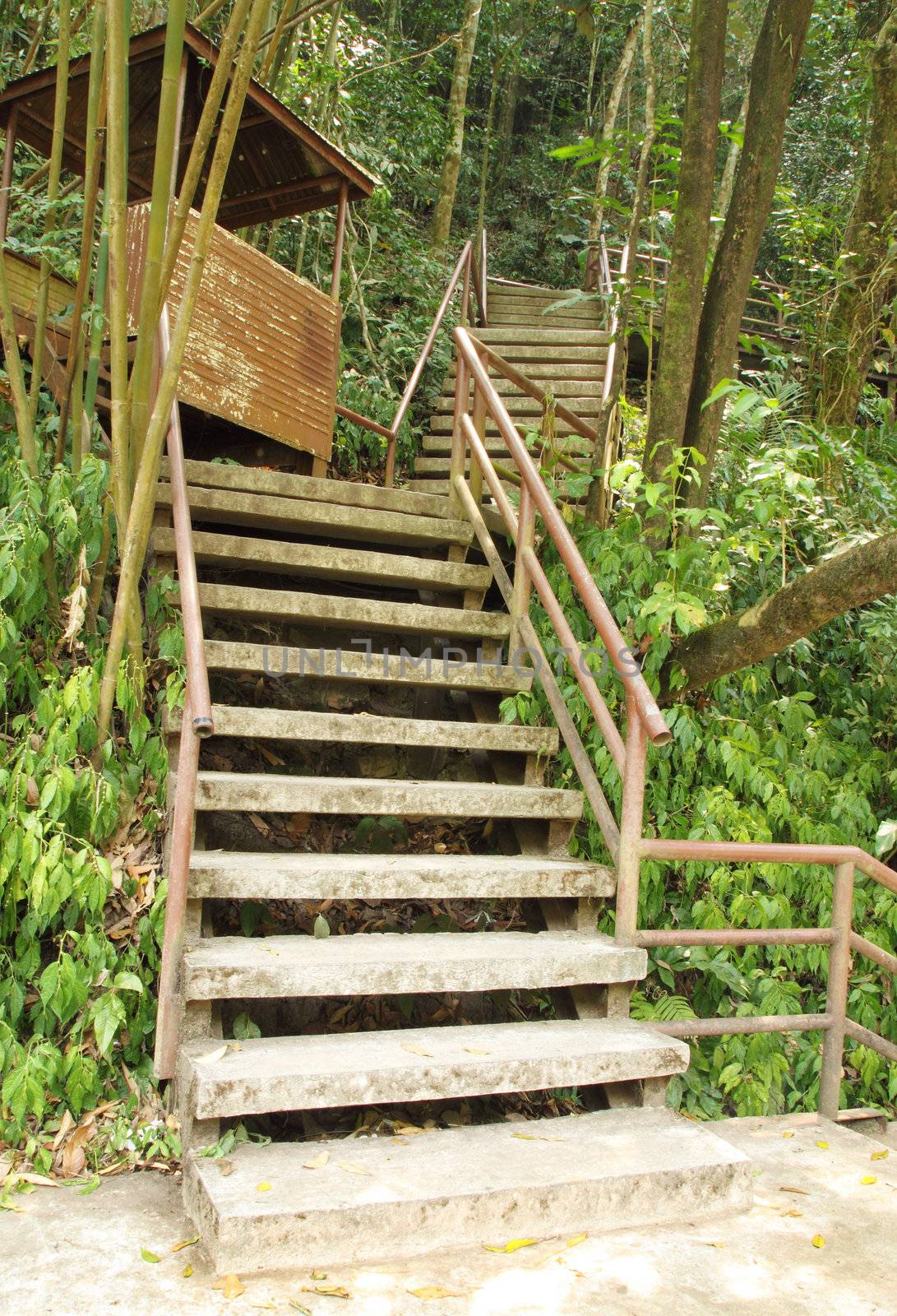 stairway to jungle, Khao Yai national park by geargodz