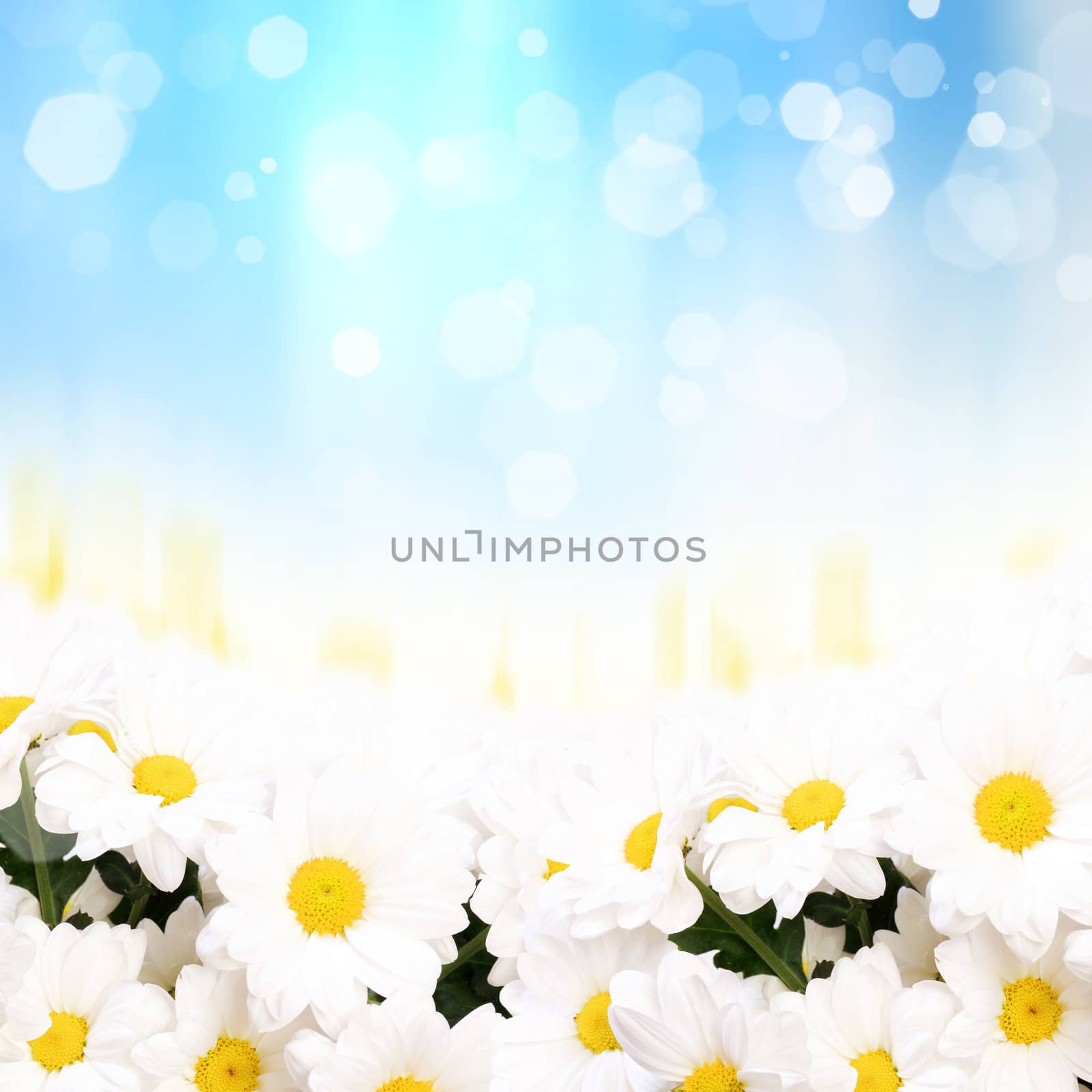 Colourful background with white and yellow camomiles