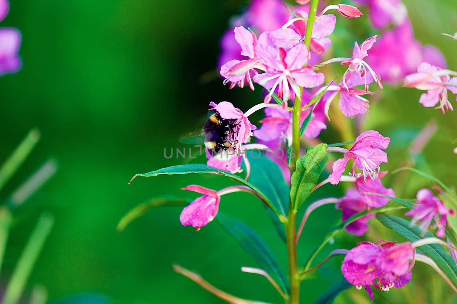 Bumblebee on a flower willow-against the green grass. summer