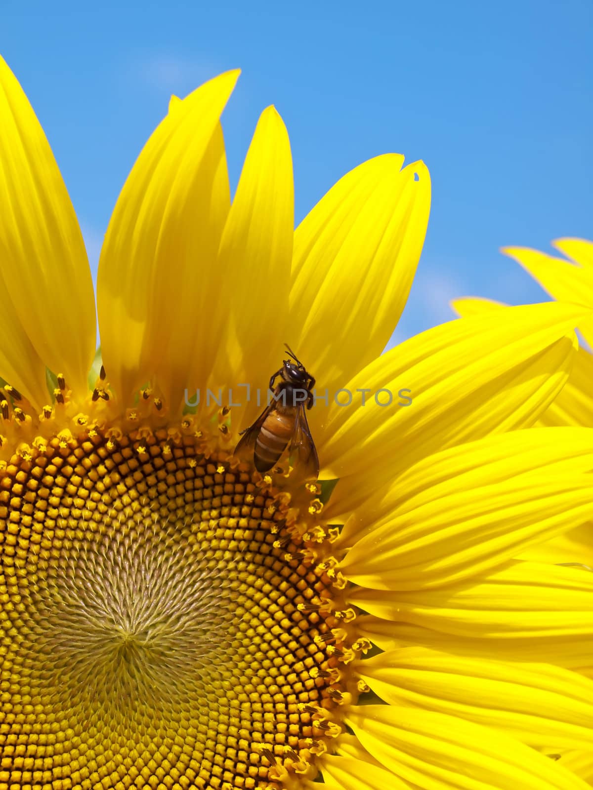 Closeup of sunflower with honey bee collecting nectar