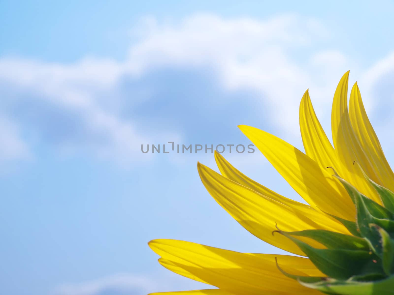 Backside of sunflower  by Exsodus