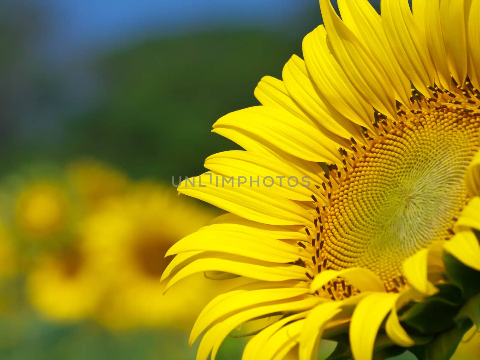 Beautiful sunflower with out of focus background
