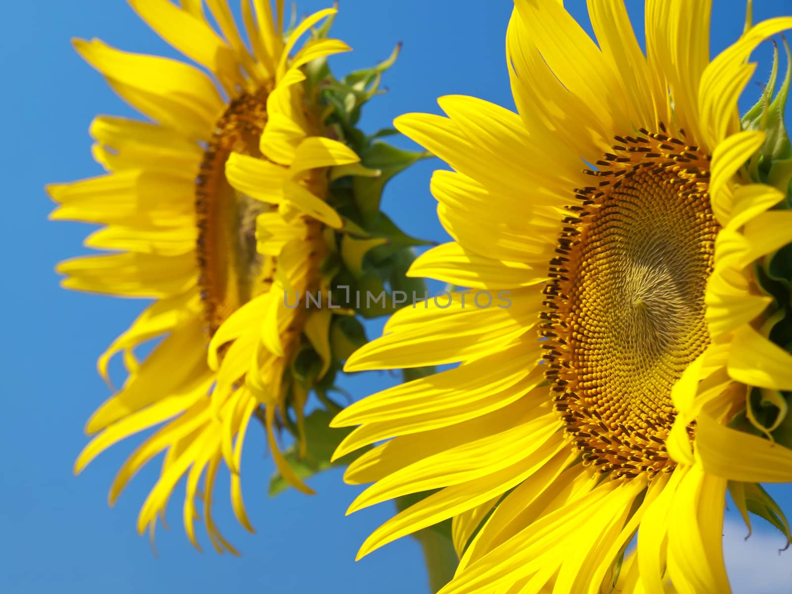 Sunflowers face to the sun with blue sky