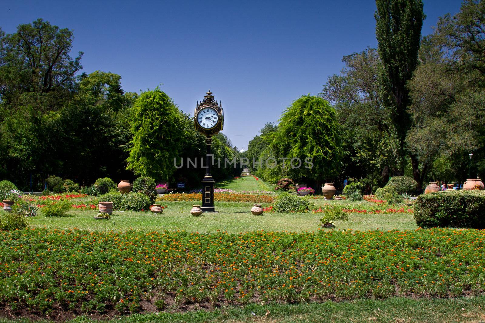 Park landscape in summer with green trees