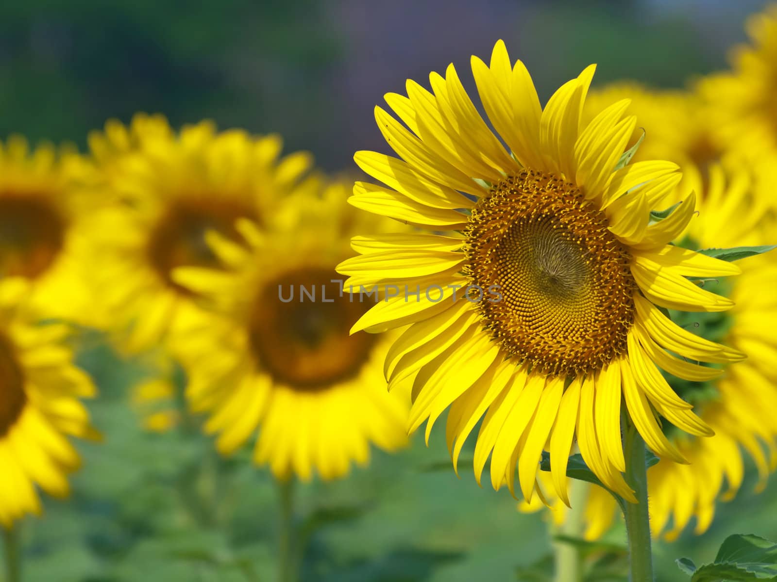 Beautiful sunflower with out of focus background
