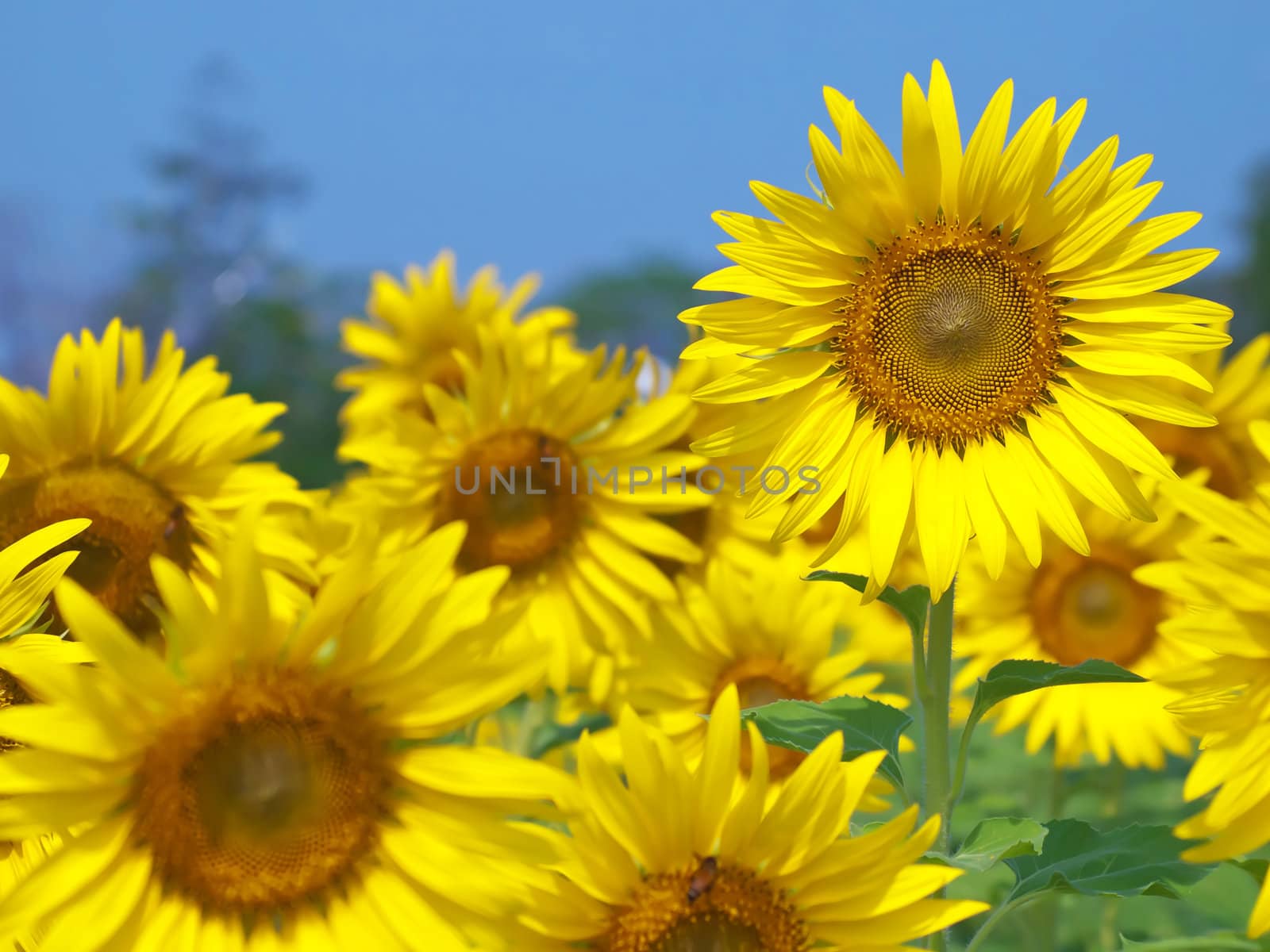 Sunflower field with out of focus background and foreground
