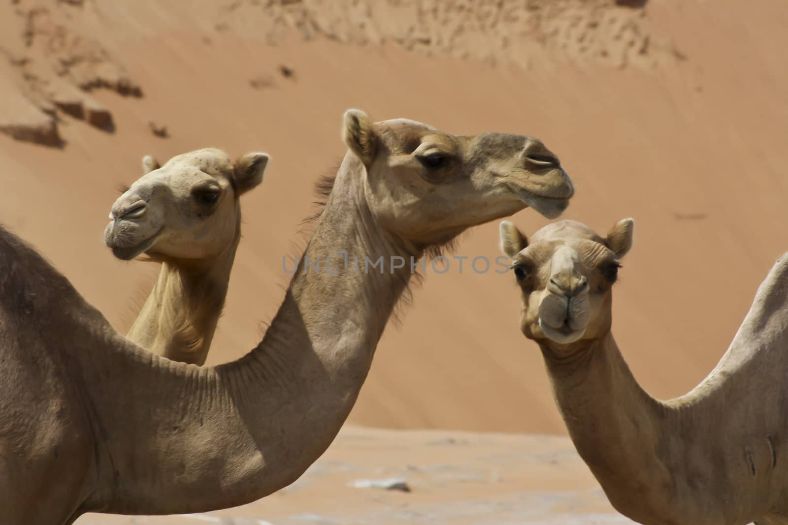 Camels in Desert in middle east