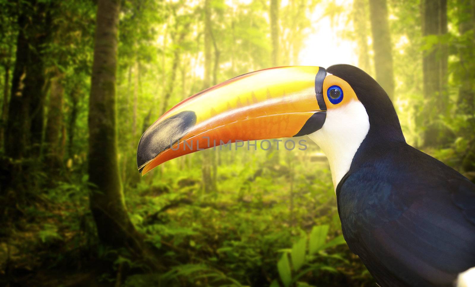toucan withrain forest with fogs and misty lights early in the morning