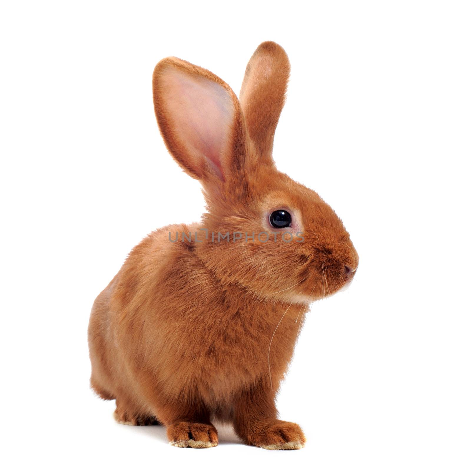young rabbit sitting in front of white background