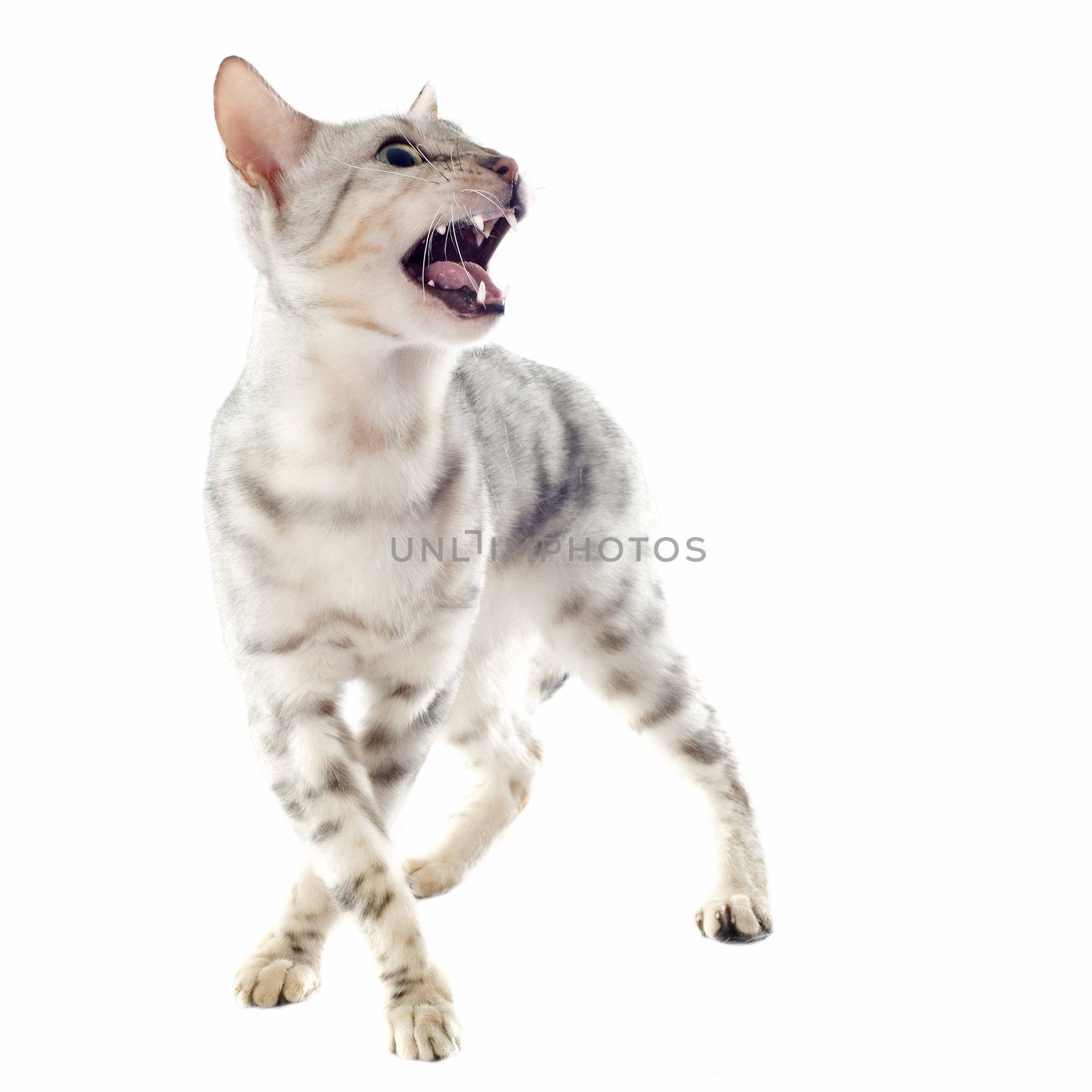 portrait of an aggressive bengal cat on a white background