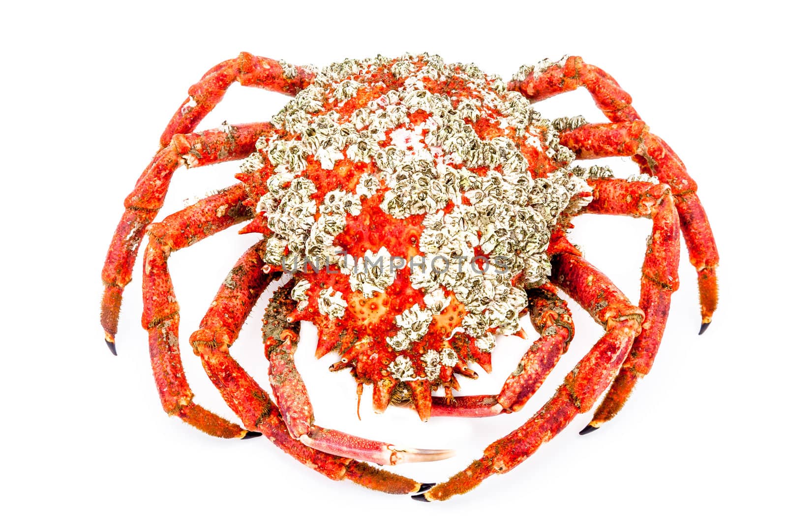 A spider crab on a white background