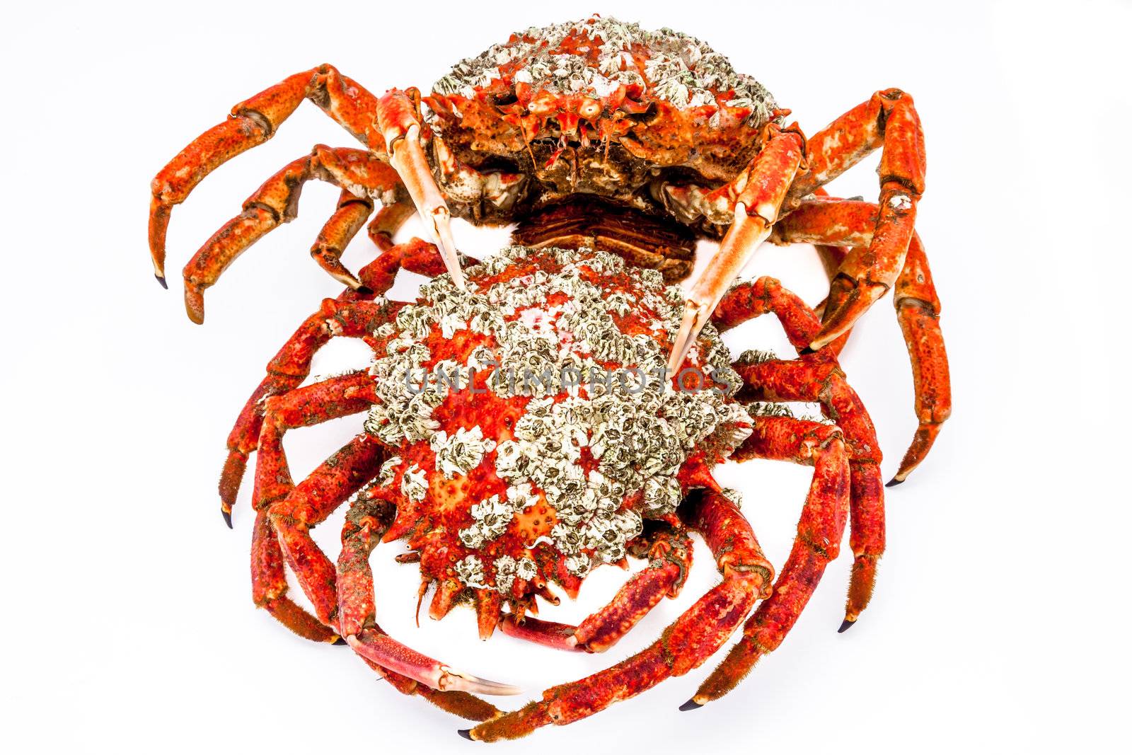 Two spider crab on a white background