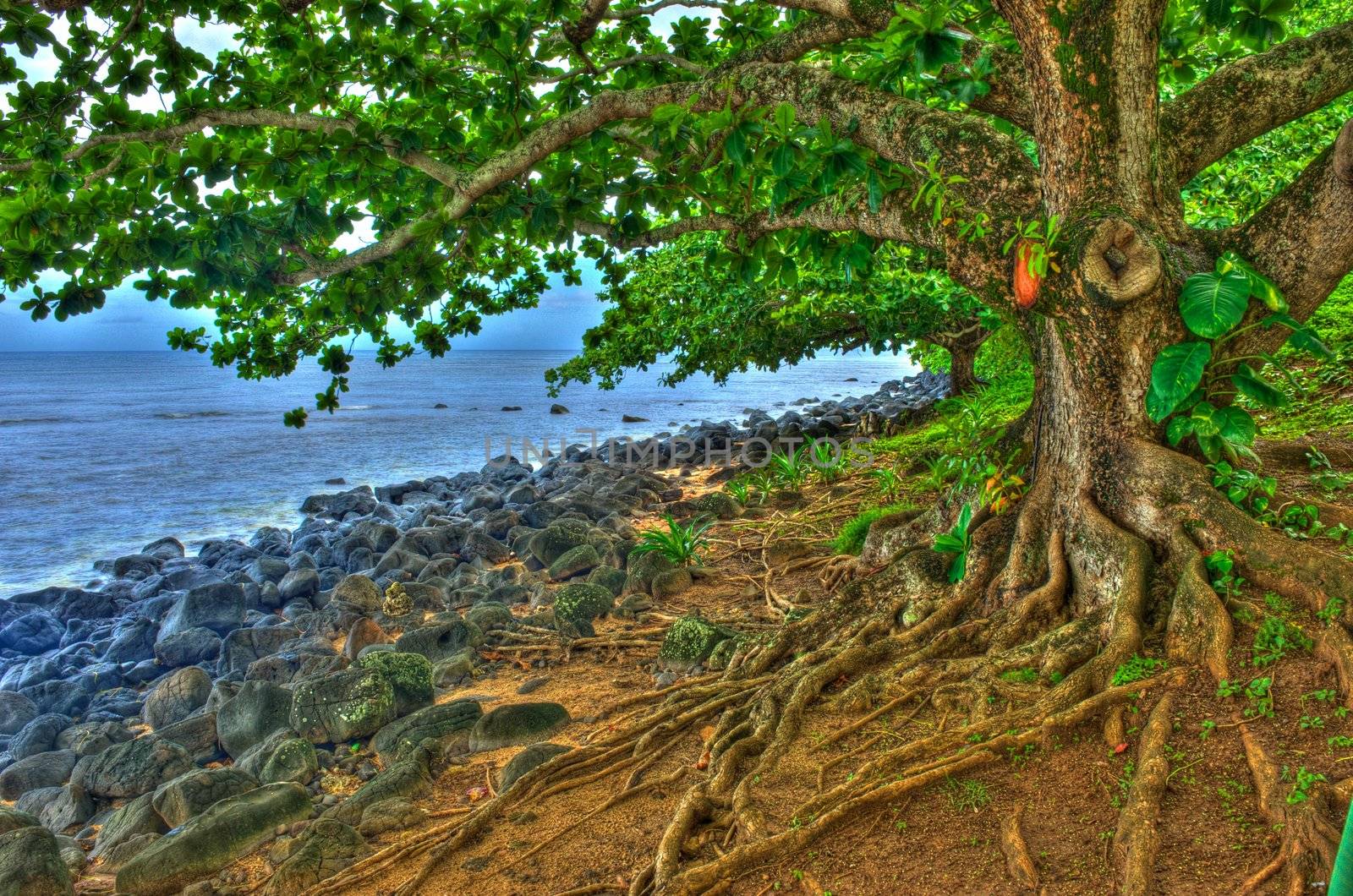 Tree with Gnarled Roots on Kauai by pixelsnap