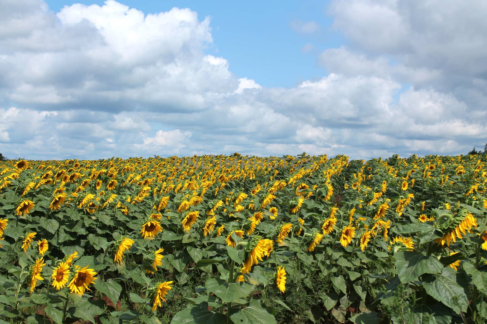A Field of Sunflowers on a sunny day