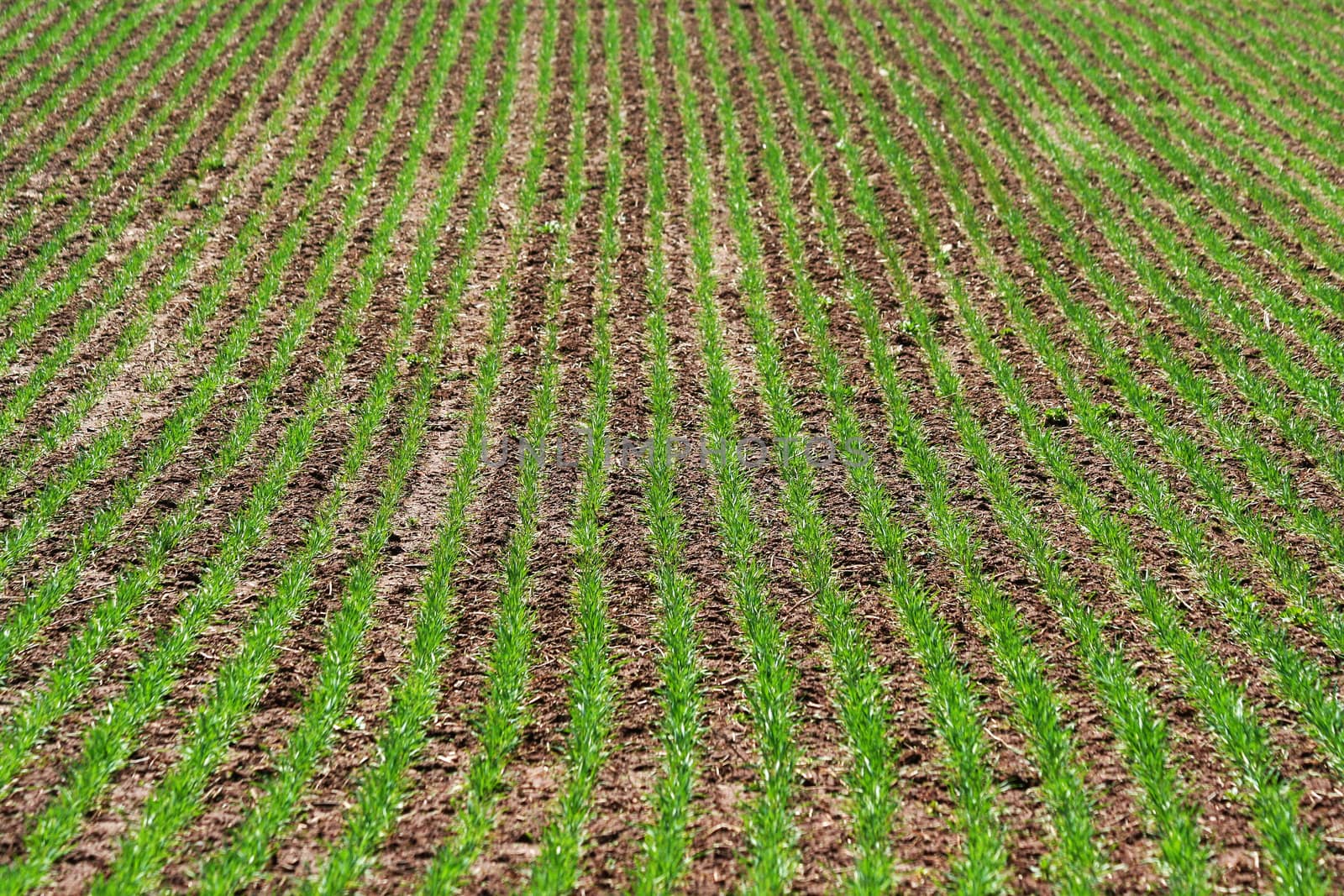 Green rows of grass field