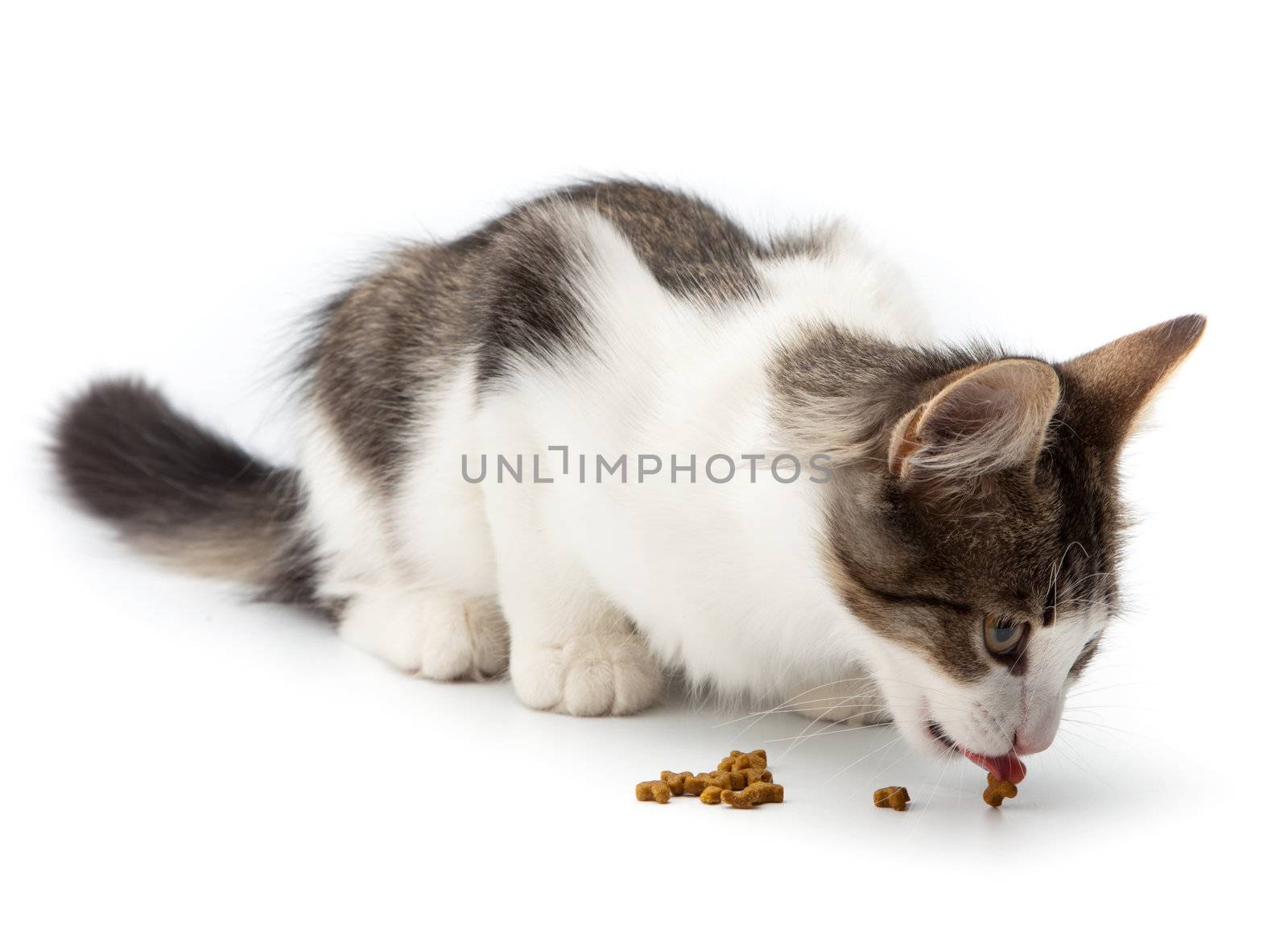 A young cat eats dry cat food on a white background