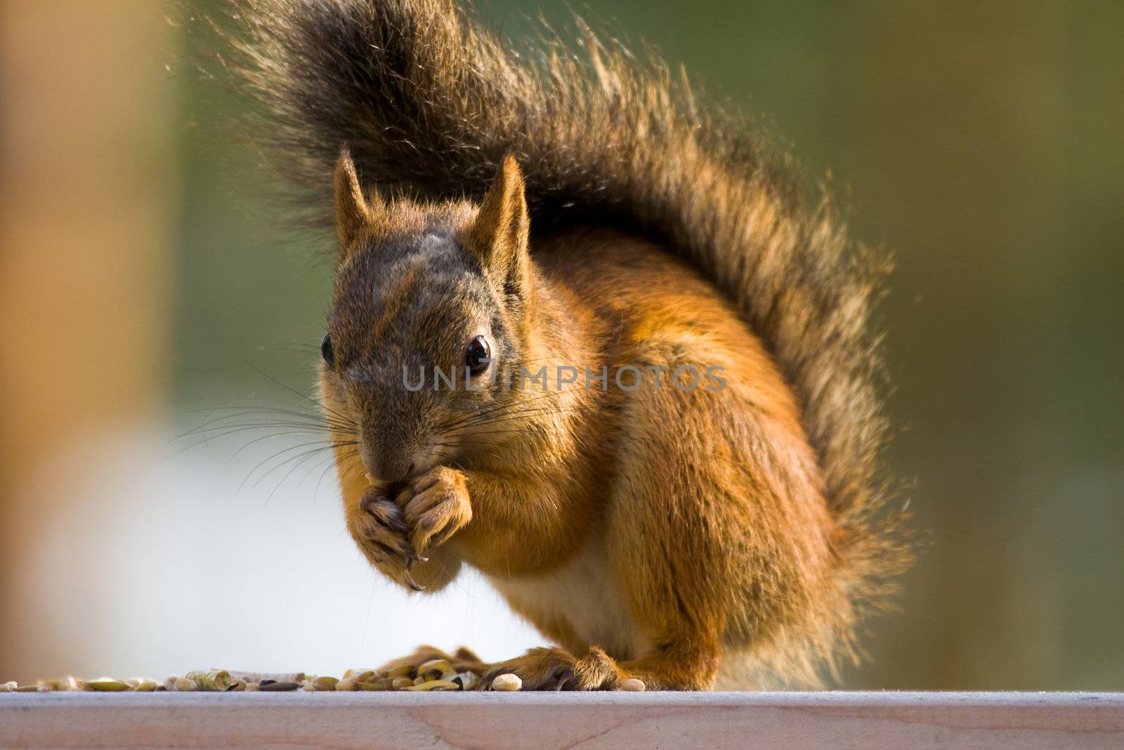 Squirrel in the winter sitting on the railing of the cottage, eating seeds and nuts