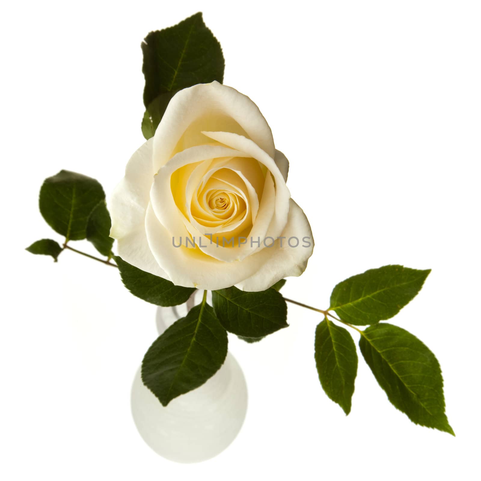Beautiful white roses in a round white vase, photographed from above, on a white background